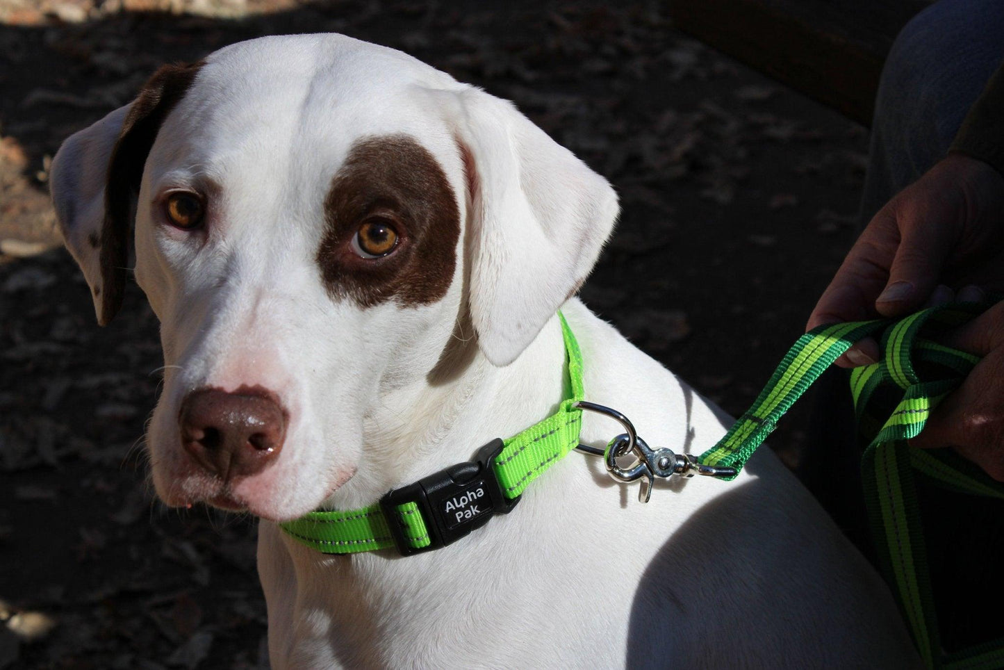 Appalachian Kiwi Green 6ft Flat Dog Leash - Small