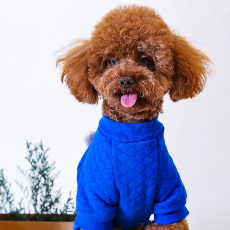 Padded Dog Onesie