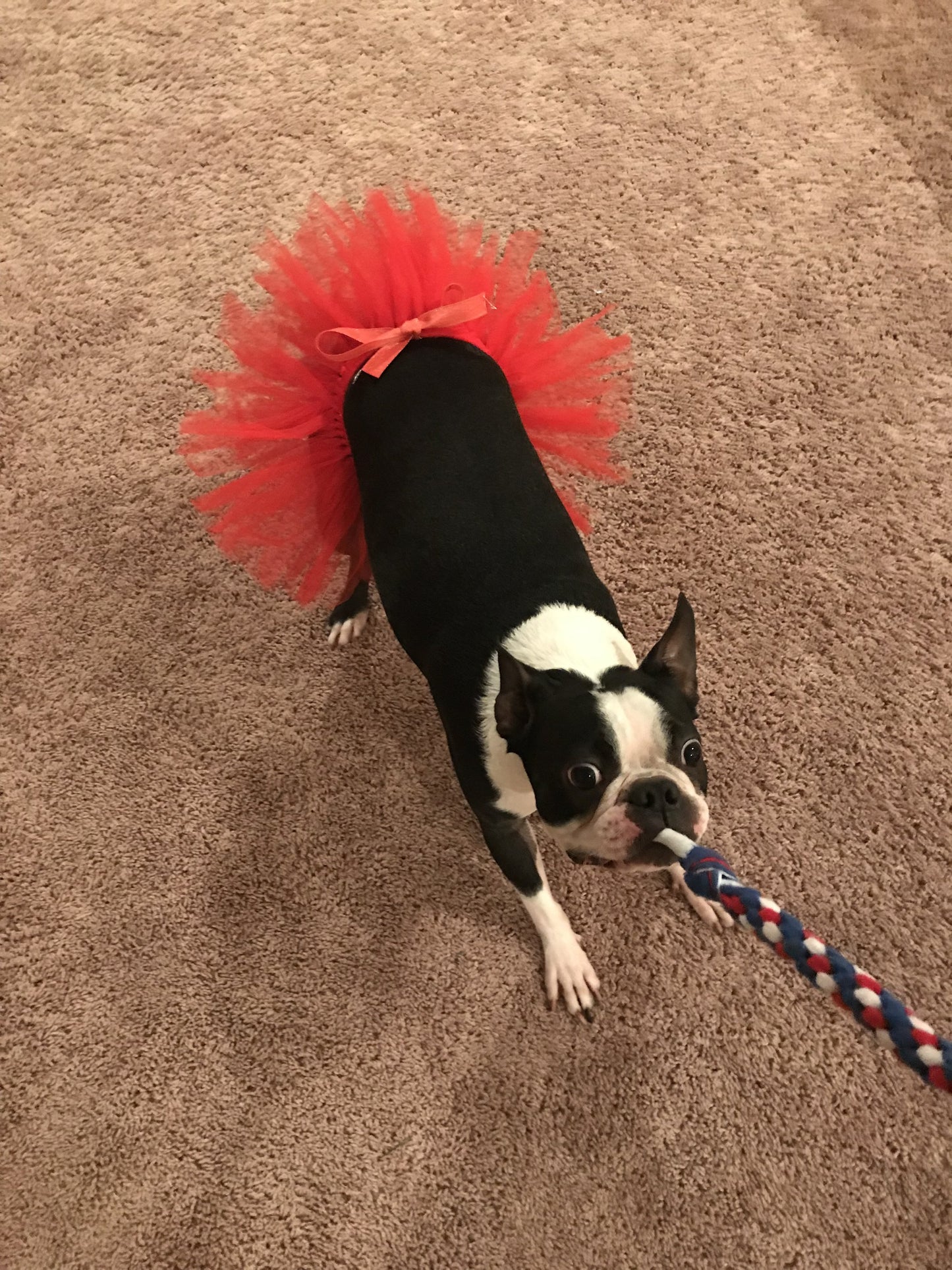 Red Dog Tutu Skirt | XS-XXXL