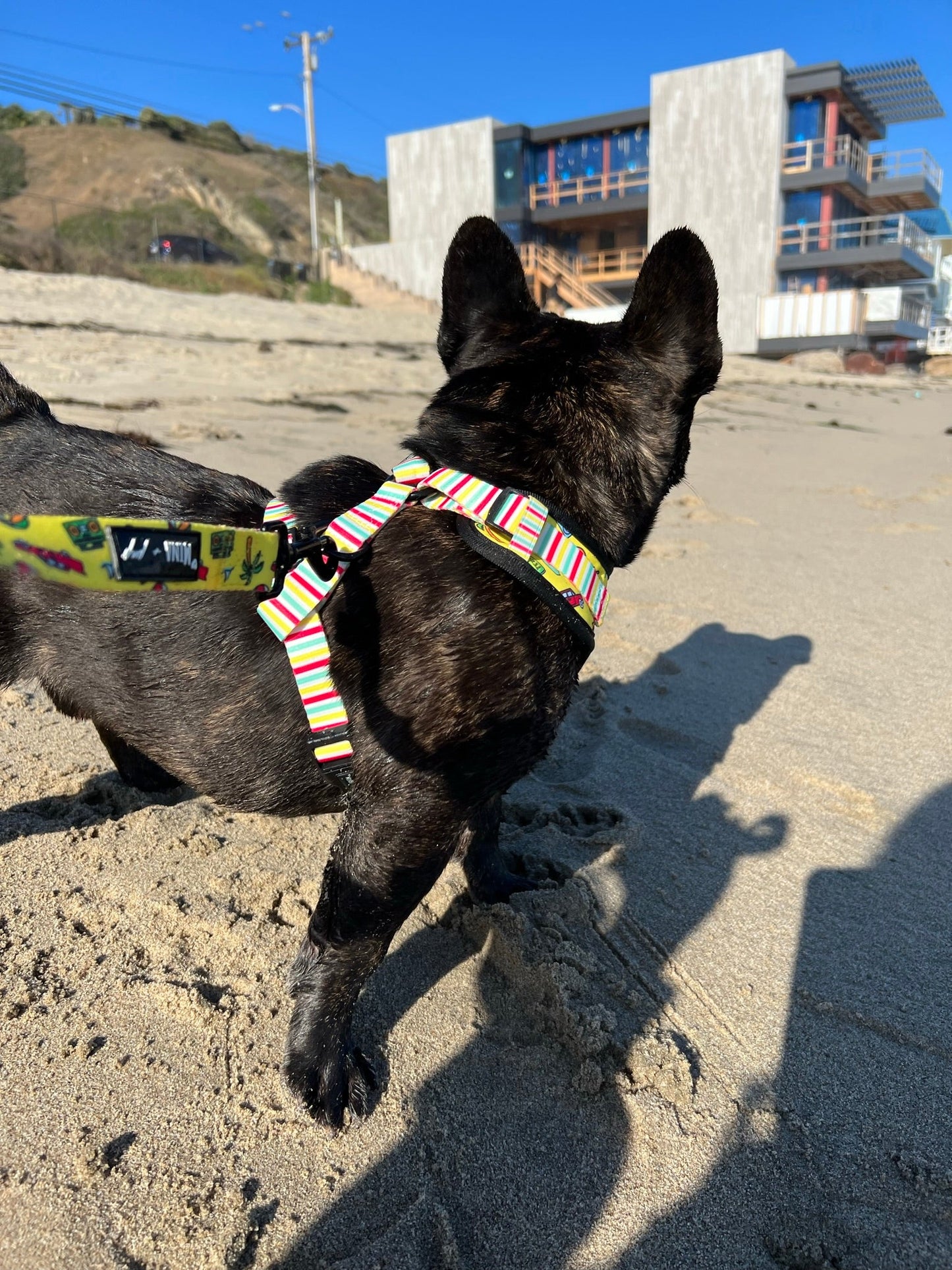 The Beach Bum Adjustable Dog or Cat Harness