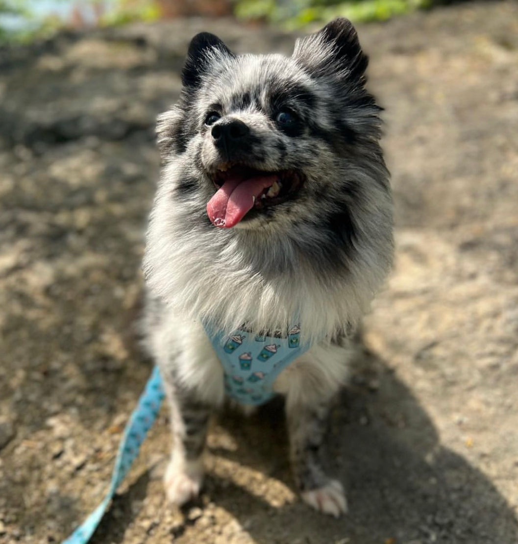 Pupshake Blue Adjustable Harness