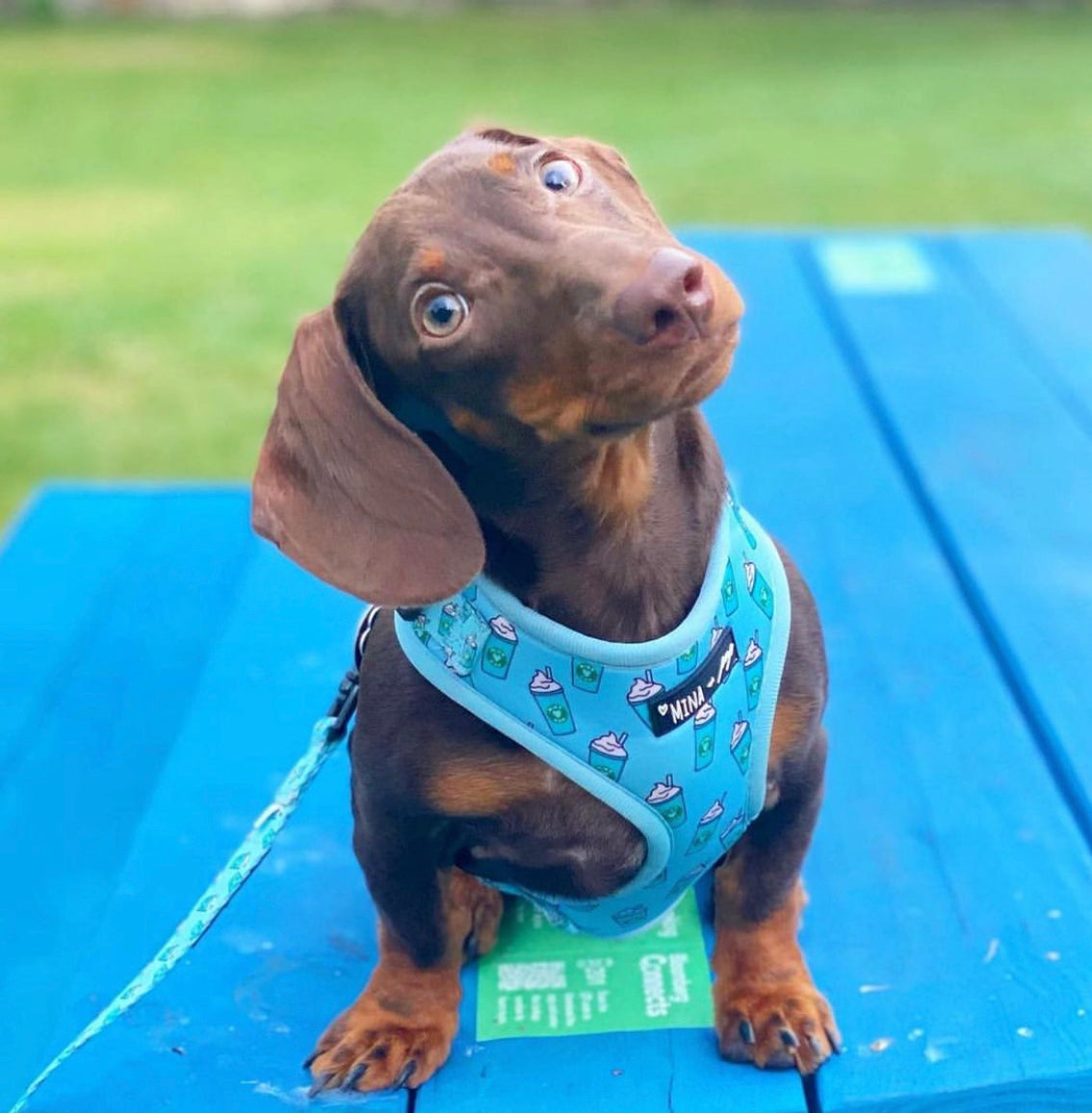 Pupshake Blue Adjustable Harness