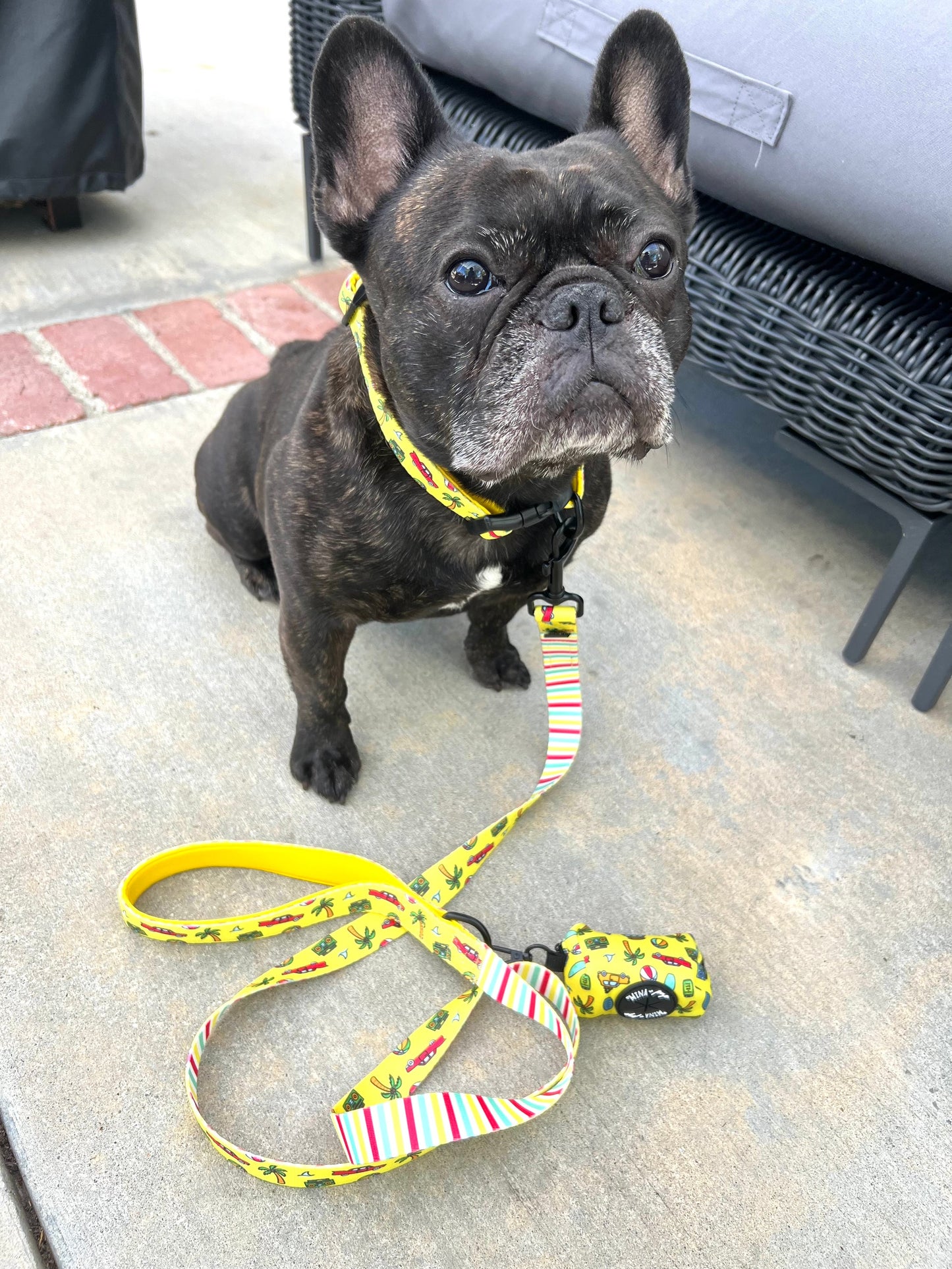 Beach Bum Comfort Collar: Now Available in Size Large Too!