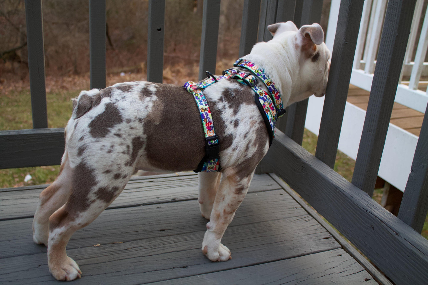 Attitude Collection: Graffiti Edition Adjustable Comfort Collar