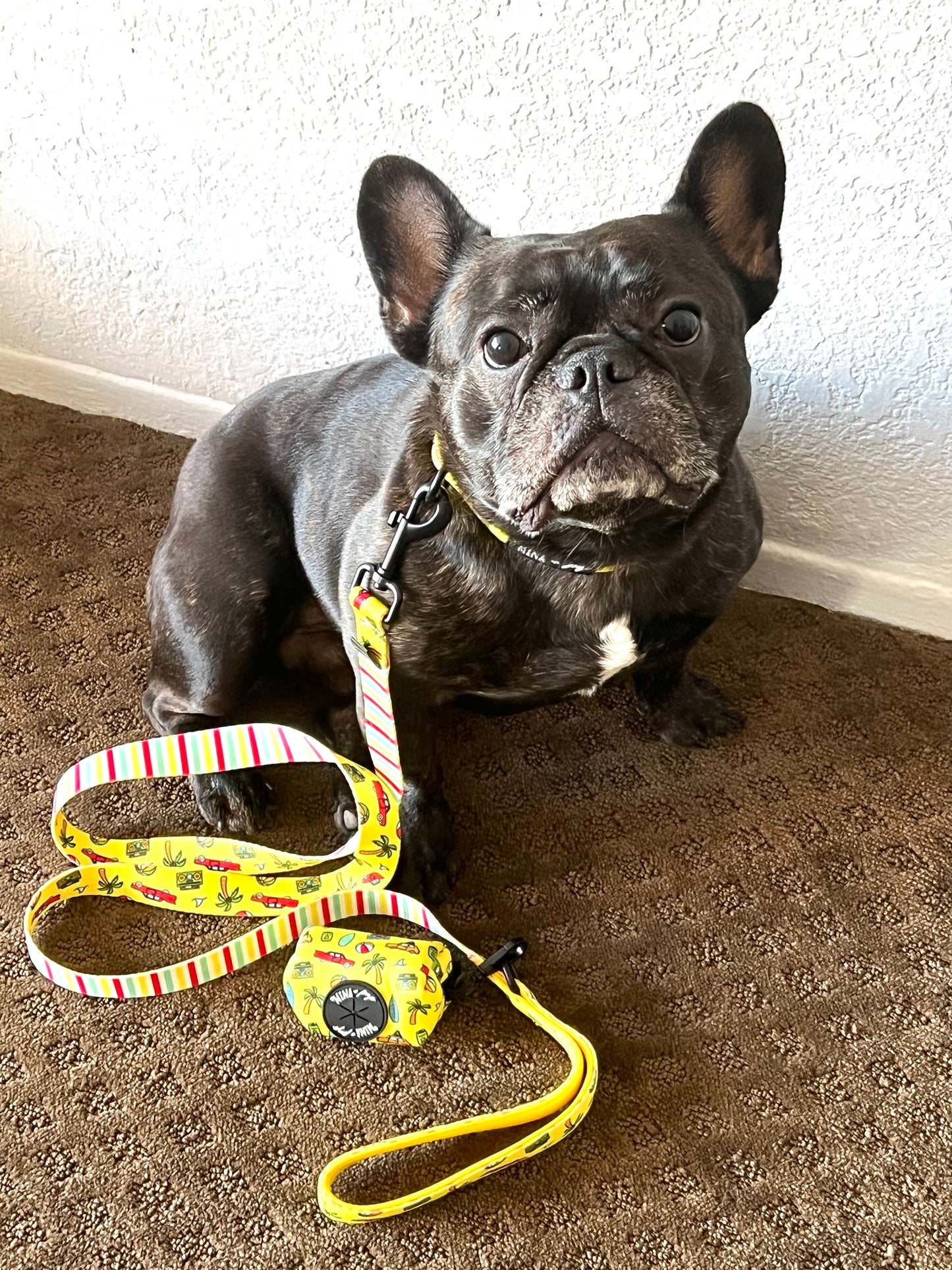 Beach Bum Comfort Collar: Now Available in Size Large Too!