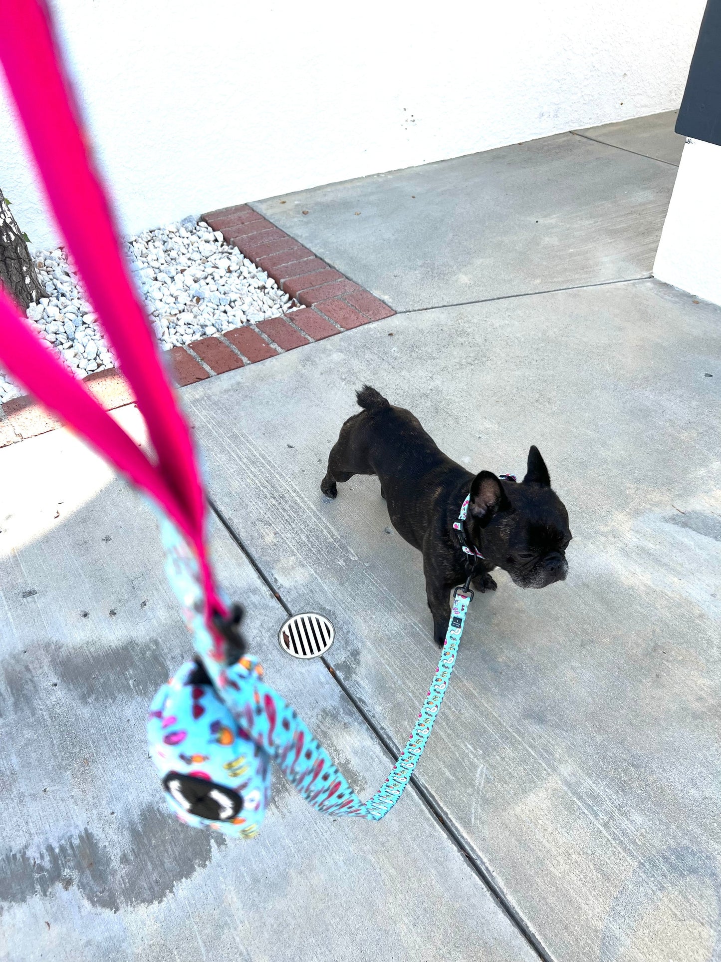 Pool Day Comfort Collar