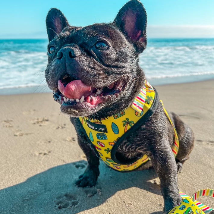 SAVE OVER 10% ON BUNDLE: Beach Bum Adjustable Harness, Leash, and Poop