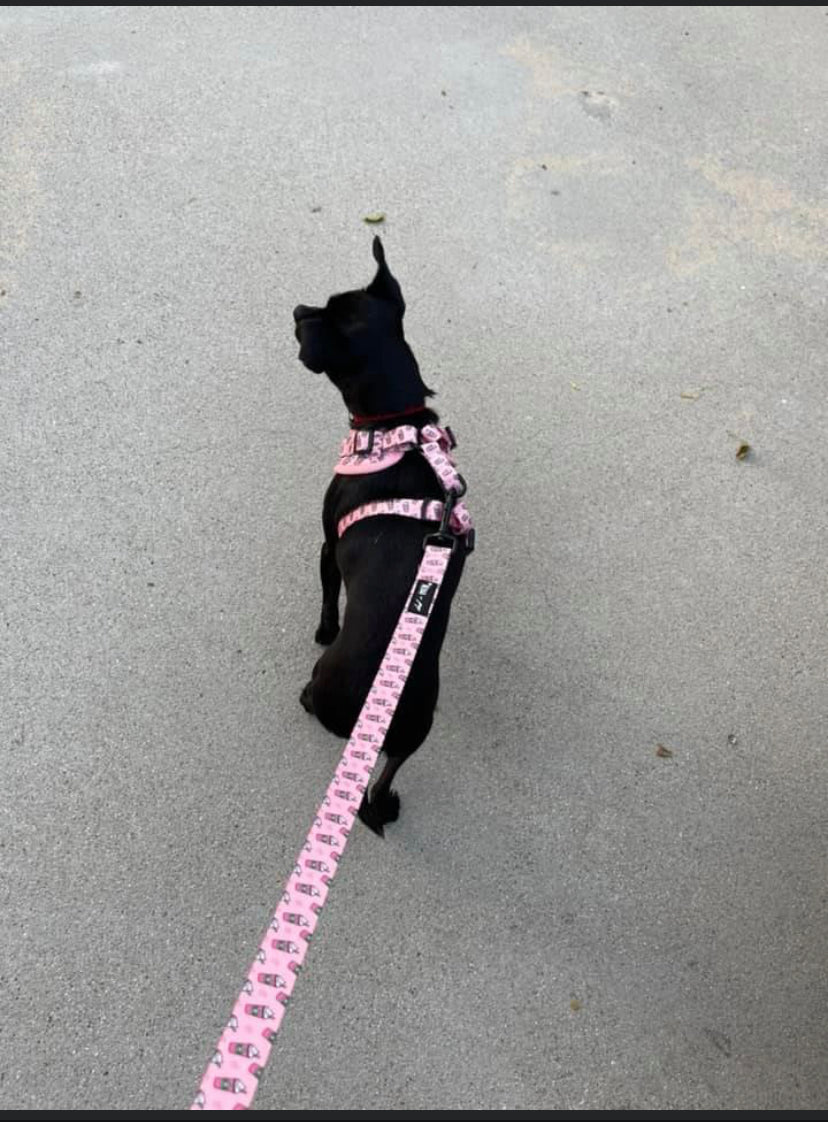 Pupshake Pink Adjustable Harness