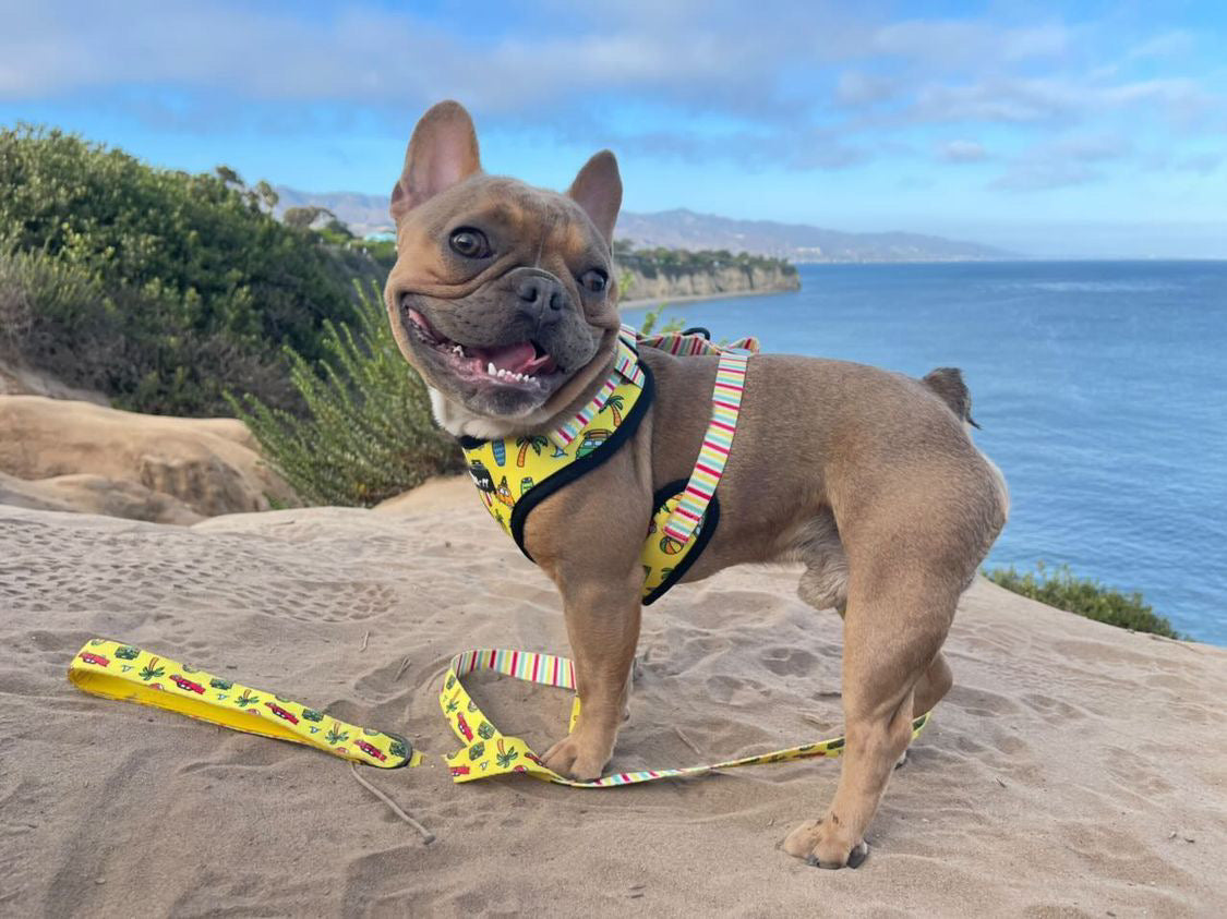 The Beach Bum Adjustable Dog or Cat Harness