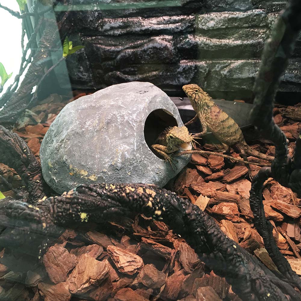 Reptile Shelter Hiding Cave Habitat for Lizards
