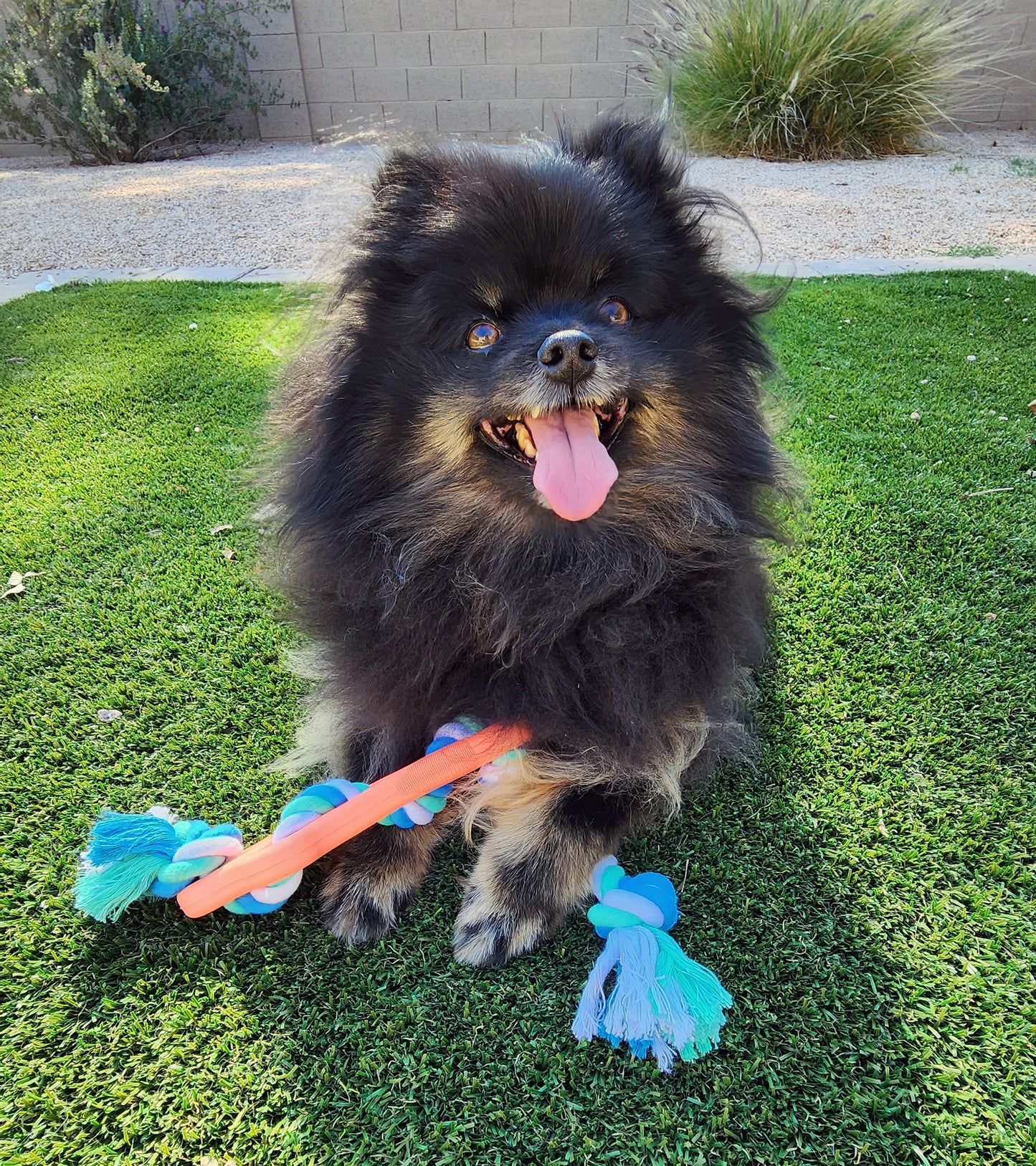 Rubber Bone Chew Toy with Tug Rope